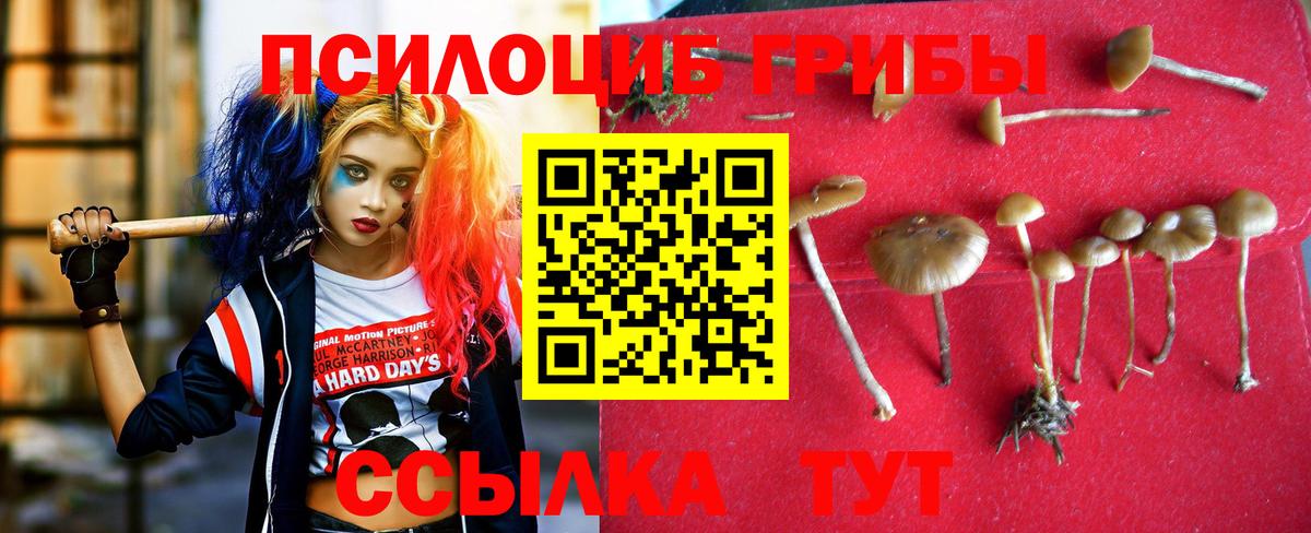 Псилоцибиновые грибы Cubensis Алейск